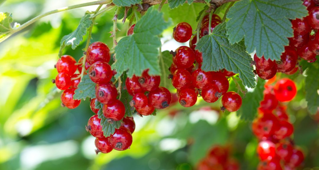 shutterstock_1057131305_