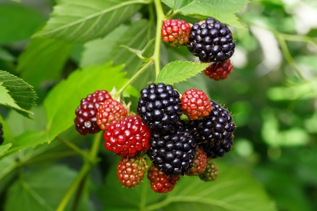 shutterstock_471548723_